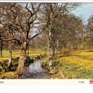 Daffodils in Farndale Postcard. Mauritron 214346