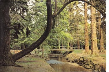 Ornamental Drive New Forest Brockenhurst Postcard. Mauritron 248435