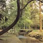 Ornamental Drive New Forest Brockenhurst Postcard. Mauritron 248435