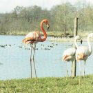 Paultons Country Park Ower Romsey Hants Postcard. Mauritron 248439