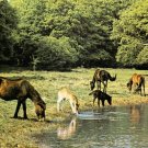 New Forest Ponies Hampshire Postcard. Mauritron 248440