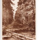 A Forest Drive Lyndhurst Postcard. Mauritron 249838