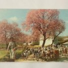 Postcard. Portugal Algarve Almond Trees Mauritron #78250