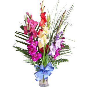 Mixed Gladiolus