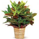 Colorful Croton