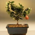 Flowering Plum