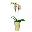 Orchid Plant