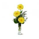 sassy-gerberas