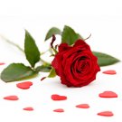 Single Red Rose