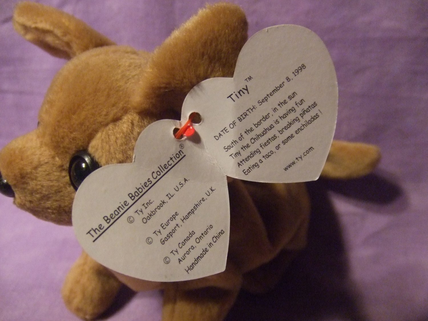 TY Beanie Baby Tiny the Chihuahua Dog