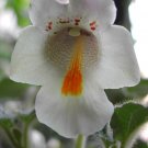 fresh Proboscidea louisianica seeds for 15 seeds(not pod)~13/08/2013 Collecting