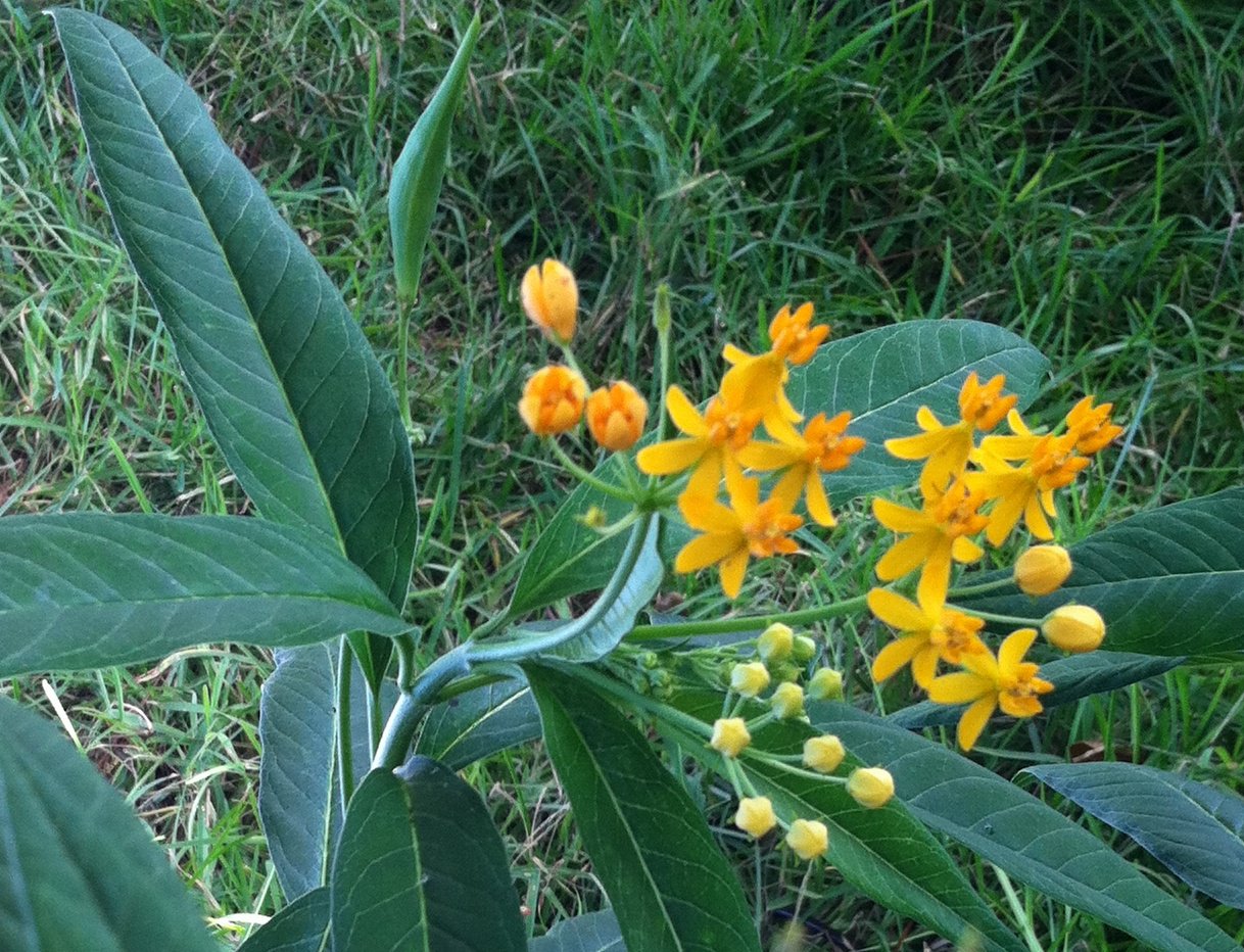 25 Heirloom Yellow Milkweed Seeds
