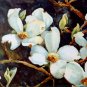 White Dogwood Coaster Set of 4