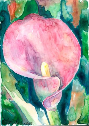 Pink Calla Lily- watercolor on Yupo