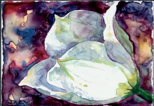 White Tulip- watercolor on Yupo