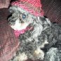 Customizable Knitted Dog Hat