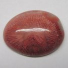 Rare Utah Fossilized Gem Red Horn Agatized Coral Agate Cabochon Jewelry Making