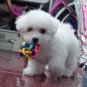 Multi Color Rubber Ball toy for Pet Dog and Cat
