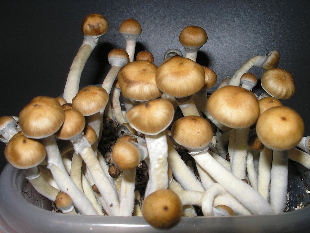 magic mushroom spore syringe canada