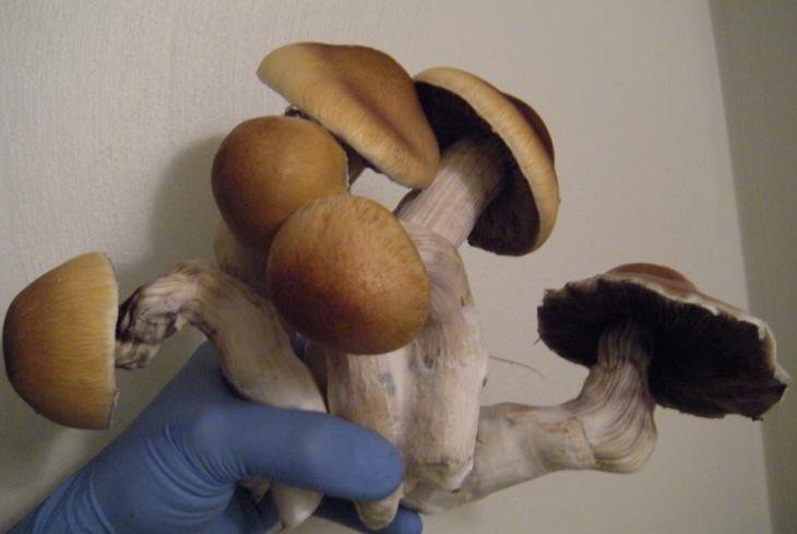 psilocybin mushroom spore syringe
