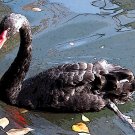 Black Swan