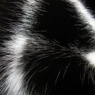 Black and White Cat Fur