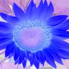 Blue Sunflower