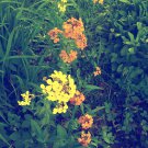 Colorful Dames Rocket
