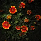 Goblin Blanket Flower