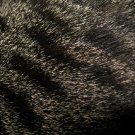 Grey Tabby Fur