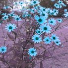 Blue Heliopsis Photo