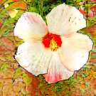 White Hibiscus Drawing