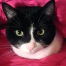 I am Pink and Pretty
