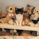 Posing with Stuffed Animals Photo