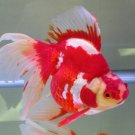 GoldFish Ryukin Poster