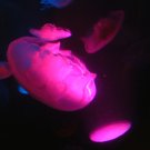 Jellyfish