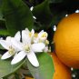 Neroli (Orange Blossom) 15ml - Egypt