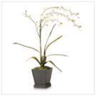 Everblooming white orchids