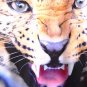 OASAP Angry Leopard Sweatshirt, multi, M, OP35020