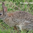 Predator Hunting Call Cd Wild-rabbit