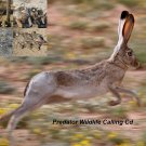 Predator Hunting Call Cd Jackrabbit