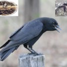 Crow Hunting Call Cd Crow Buster