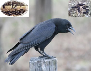 Crow Hunting Call Cd Crow Buster