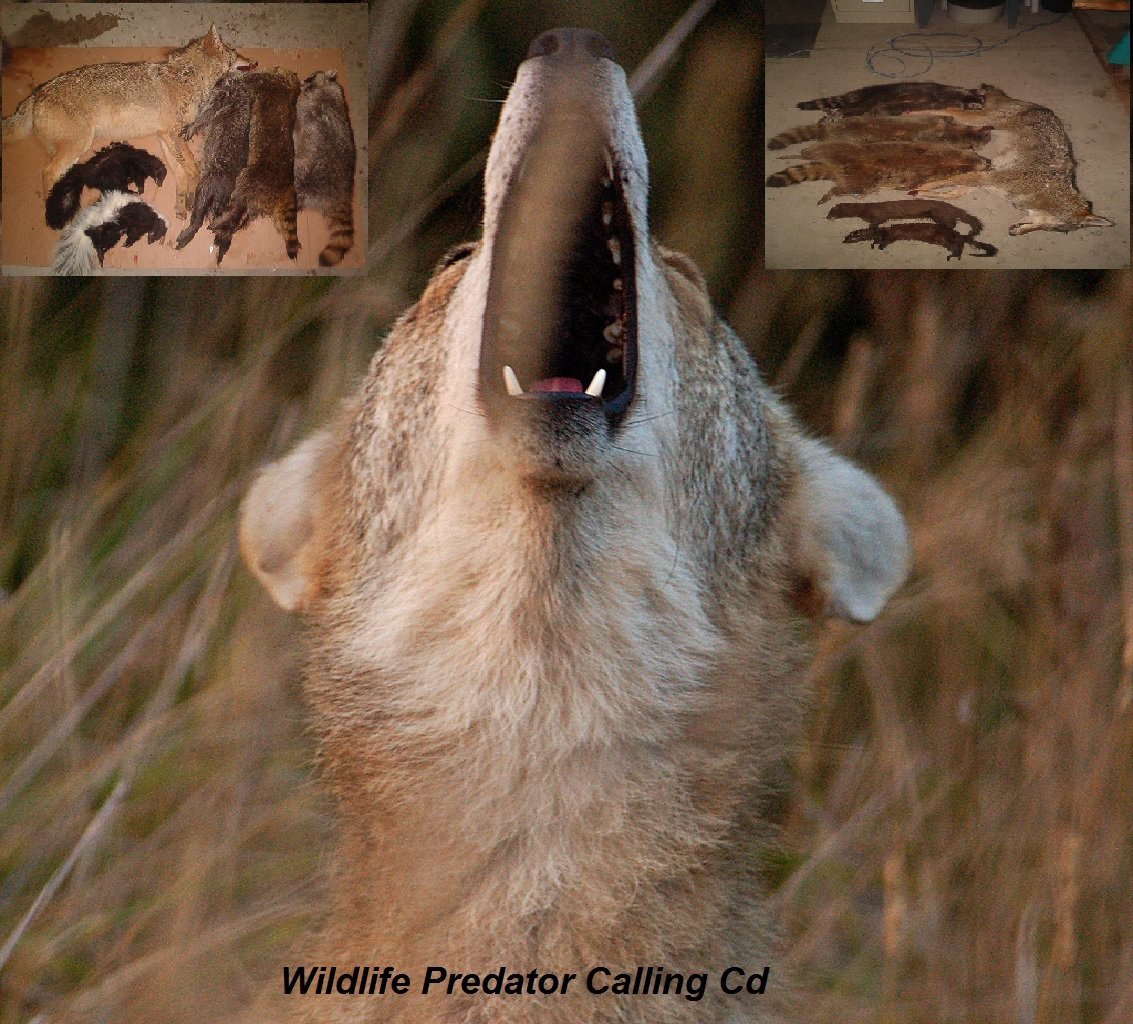 Coyote Hunting Call Cd 19 Predator Calls