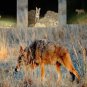 Coyote Call Cd Coyote & Cottontail Distress 'Predator Hunting Calls