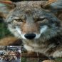 Coyote Call Volume 4 Works On Mojo Primos E Caller Double Trouble