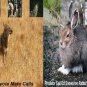 Predator Call 2 Cd Set "Turn On And Hunt"Coyote Wildlife Nature Calling Combo