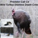 Coyote Call Wild Turkey Works On Mojo Primos E Caller Double Trouble And More