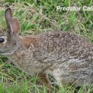 Electronic Hunting Call Cd Wild Rabbit Distress Calls