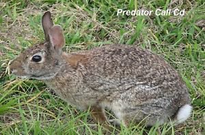 Electronic Hunting Call Cd Wild Rabbit Distress Calls